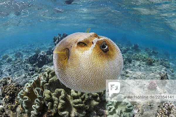 Blackspotted puffer or dog-faced puffer (Arothron nigropunctatus); Guam  Micronesia
