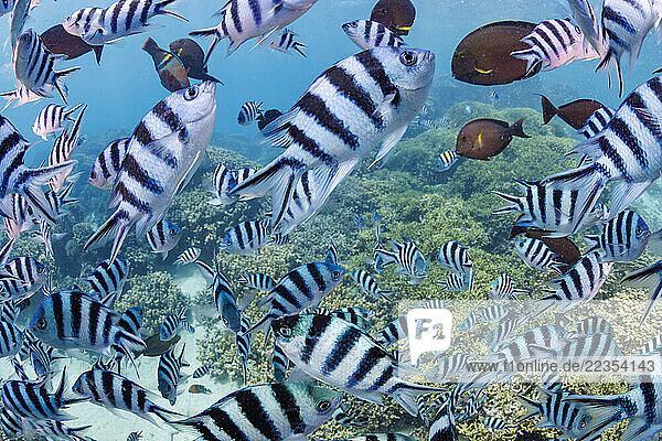 School of Scissortail sergeants (Abudefduf sexfasciatus)  also known as the black-striped damselfish and striptailed damselfish; Guam  Micronesia