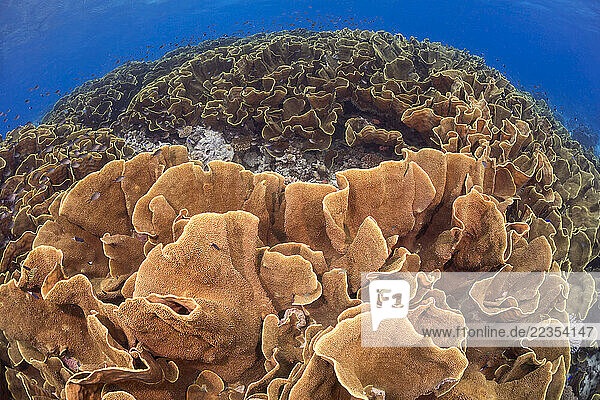 This substantial colony of lettuce coral (Turbinaria sp.) forms a large section of the reef in shallow water in order to utilize as much sunlight as possible and maximize polyp growth; Fiji