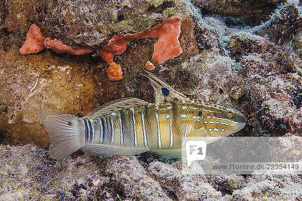 Banded goby (Amblygobius phalaena)  also known as the white-barred goby; Guam  Micronesia