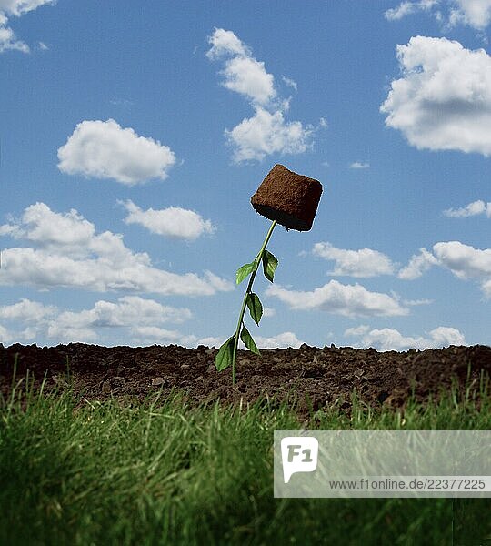 A plant growing upside down.