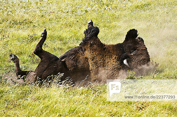 A male plains buffalo takes a dust bath on a summer s day.