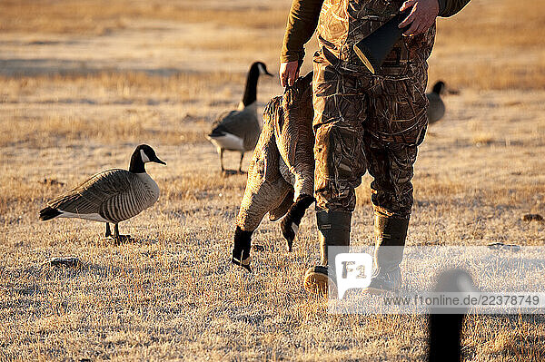 A hunter carries a pair of killed geese in Carson City  NV.