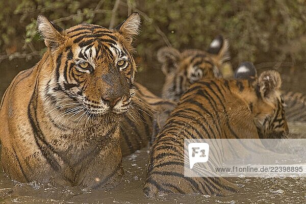 Aeluroidea,Asian,Bengal,Bengalese,Bengali