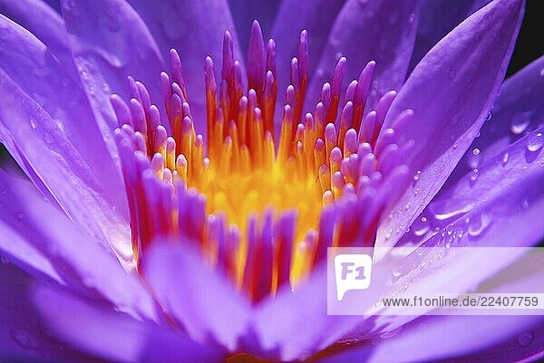 Color,Color,Formats,Horizontal,Nelumbonaceae