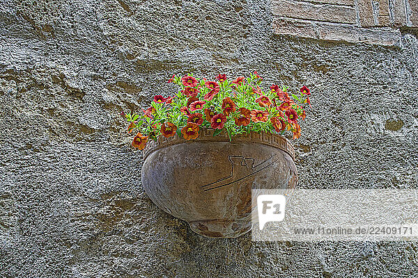 Blumenschale  kleinblütige Petunie