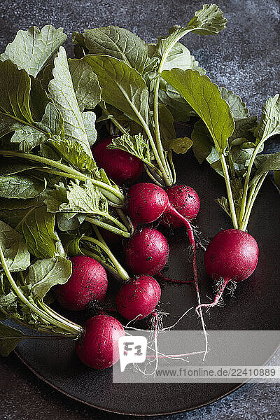 Fresh radishes with leaves on a plate in a studio setting