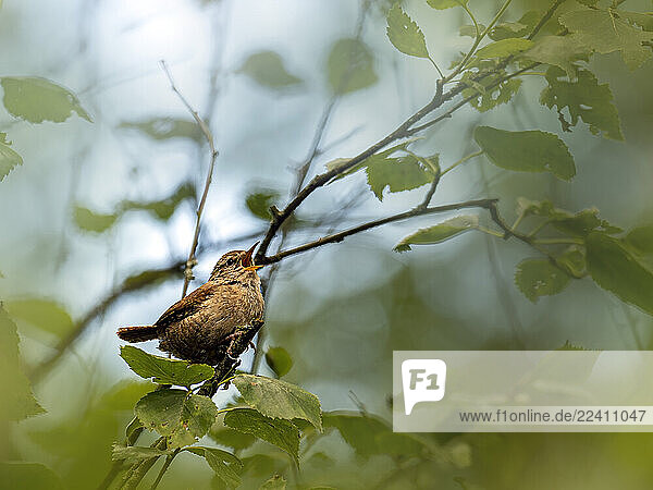 Wren perched on a branch in a forest in Germany