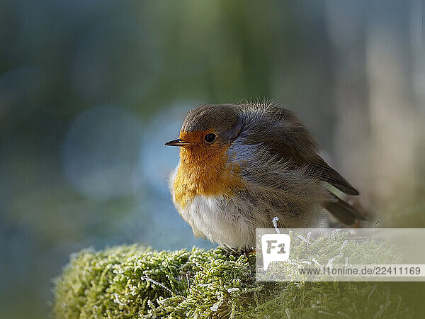A robin perched on moss in a forest in Germany