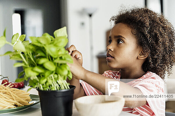 Girl plucking basil leaves in kitchen