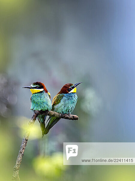 Colorful bee eaters perched on a branch