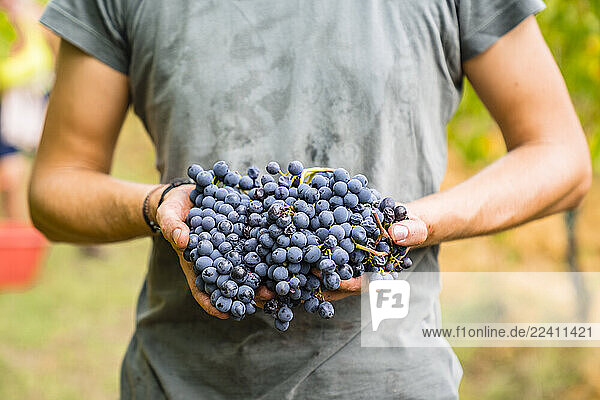 Close-up of man holding red grapes in vineyard