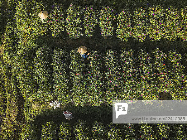 Indonesia  Bali  Aerial view of farmers working at flower plantation