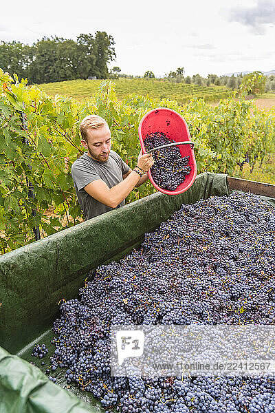 Man pouring red grapes on trailer in vineyard