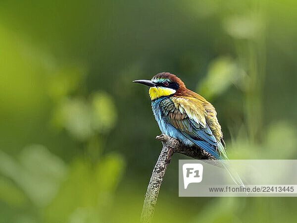 A colorful bee eater bird perched on a branch