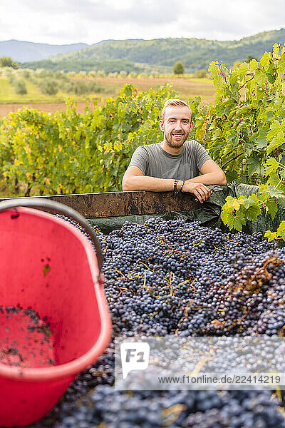 Portrait of smiling young man at trailer with harvested grapes in vineyard
