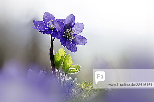 Purple liverwort flowers blooming in a forest during spring