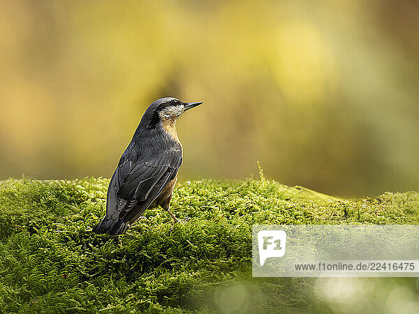 Nuthatch perched on moss in Schwenninger Moos forest  Germany