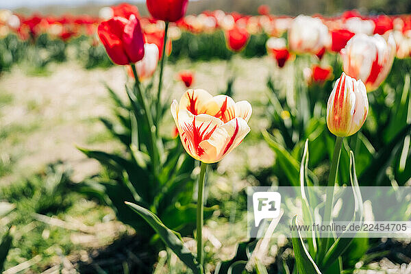 Close-up of a yellow tulip with red streaks in bloom
