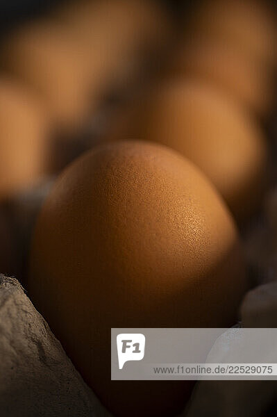 Studio shot of fresh brown eggs in carton