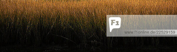 Grass growing on shoreline at sunset