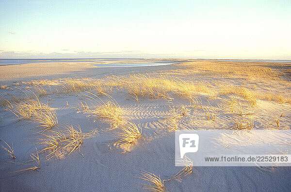 Yellow grass in sunlight on Lighthouse Beach
