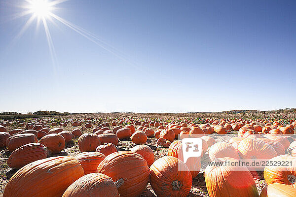 Sun on clear blue sky above pumpkin patch in autumn