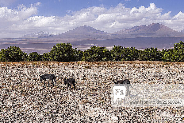 Three wild burros in Atacama Desert