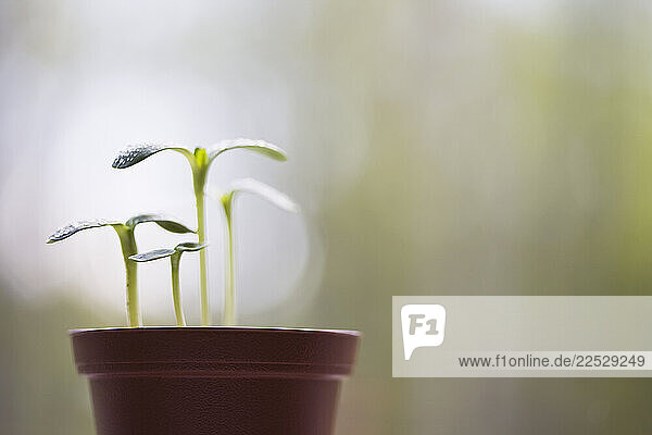 Close-up of sunflower sprouts in flower pot