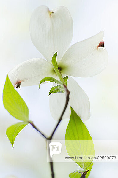 Close-up of Dogwood tree flower and leaves