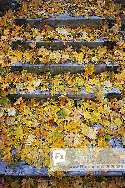 Yellow autumn maple leaves on porch steps