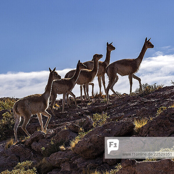 Five wild vicunas on rocky hillside in Atacama desert