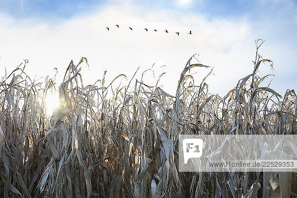 Canada Geese flying south over corn field in autumn