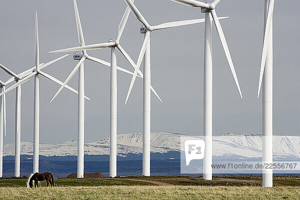 Horses grazing below wind turbines at a wind farm in Southern Wyoming.