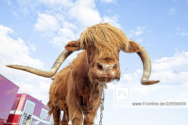 Tibetan Cow infested with flies at the Zavatta Circus  Kerroch  Brittany  France.