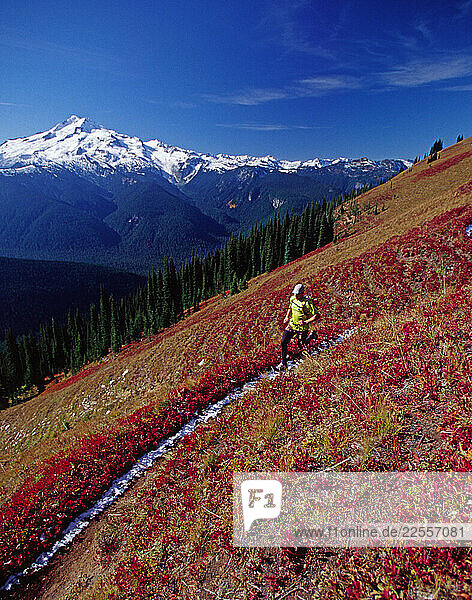 A solo trail runner  Gil Laas  crosses a beautiful slope of mountain huckleberries  during a long run in the Glacier Peak Wilderness  Washington.