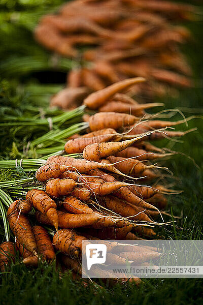 Bunches of freshly harvested organic carrots at Bell Organic Gardens in Draper Utah.
