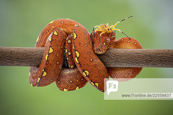 A juvenile Green Tree Python