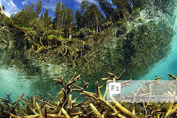Water view of the beautiful natural swimming pool out of the coral limestone surrounded by Araucaria pines in Oro Bay Isle of Pine.