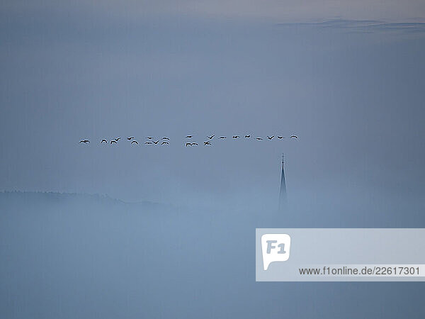 Birds flying over a foggy Lake Constance in autumn  Germany