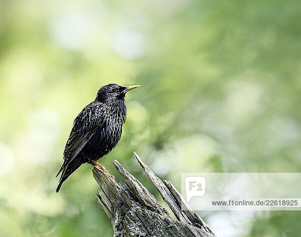 Starling perched on a tree stump in Schwenninger Moos  Germany