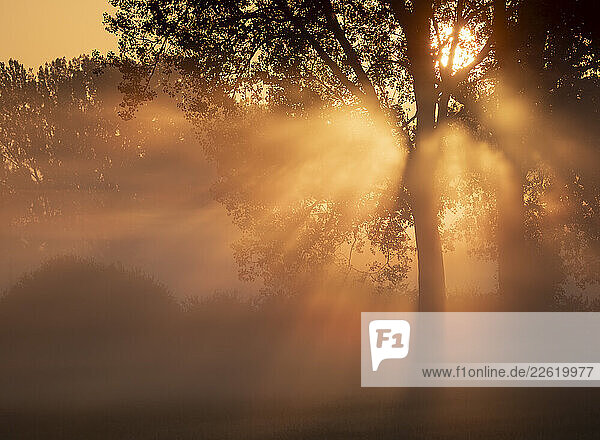 Sunrise through foggy trees in autumn at Hausen  Germany
