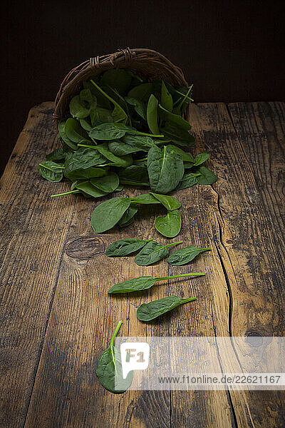 Fresh baby spinach leaves spilling from a willow basket onto a rustic wooden table