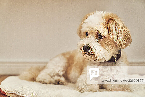 Cute Maltipoo dog laying on dog bed and looking away