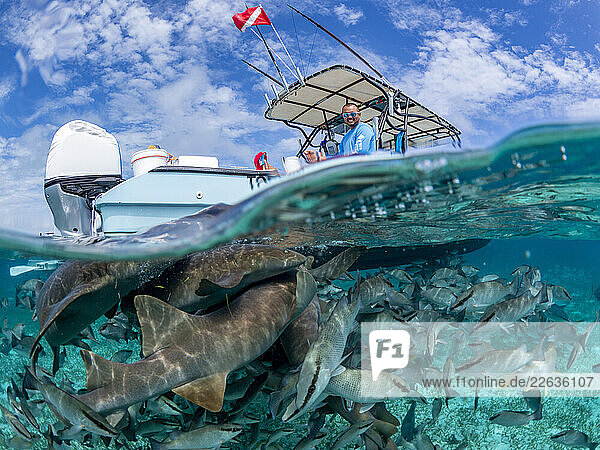 Nurse sharks (Ginglymostoma cirratum)  being fed in Hol Chan Marine Preserve  inside the Mesoamerican Barrier Reef  Belize