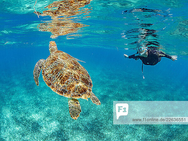 Green sea turtle (Chelonia mydas)  with snorkeler near Caye Caulker  inside the Mesoamerican Barrier Reef  Belize