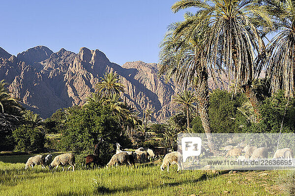 Flock of sheep and goats  Ammeln valley with Djebel Lekst in background  near Tafraout  Anti-Atlas  Morocco