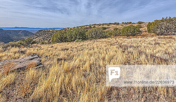 The grassland prairie on the summit of White Mesa in Coconino National Forest  Arizona  United States of America