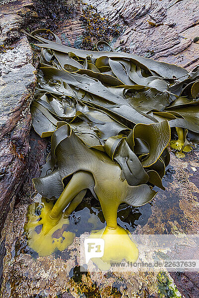 Patterns in the kelp at low tide on New Island in the Falkland Islands