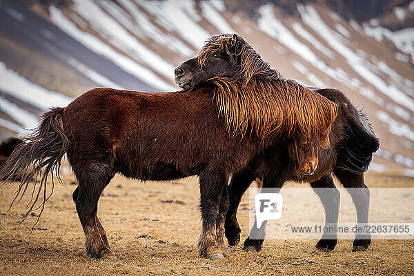 Icelandic horses  Snaefellsness Peninsula  Iceland